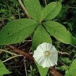 Merremia aegyptia Flower