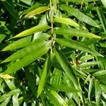 Phyllostachys aurea Blatt