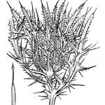 Cirsium odontolepis Alia