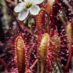 Drosera anglica Yaprak