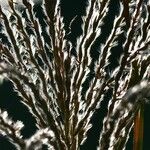Miscanthus sinensis Mbuma