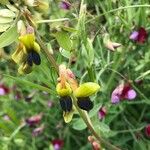 Vicia melanops Kukka