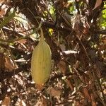 Aristolochia baeticaFruit