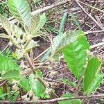 Vitex madiensis Folha