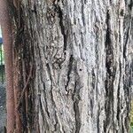 UnidentifiedBark