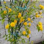 Kerria japonica Квітка