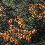 Fagus grandifolia 葉