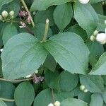 Philadelphus inodorus Blad