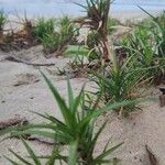 Cyperus pedunculatus Leaf