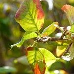 Aronia melanocarpa Leaf