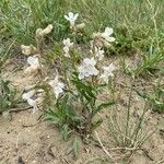 Penstemon albidus