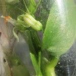 Asparagus asparagoides Frucht