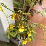 Oncidium baueri Bleunienn
