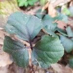 Cardamine trifolia Blad