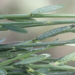 Polygala longicaulis Folha