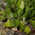 Erithalis fruticosa Flower