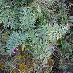 Cynara algarbiensis