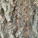 Quercus serrata خشب
