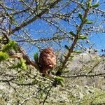 Larix lyallii Foglia