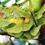 Acer platanoides Fruit