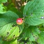 Viburnum sargentii Hedelmä