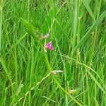 Vicia sativaFleur