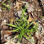 Carex sylvatica Blatt