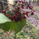 Viburnum dilatatum Frutto