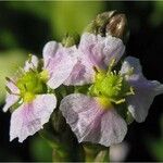 Alisma triviale Flower