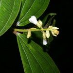 Conostegia lasiopoda Flower