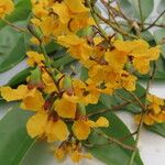 Pterocarpus officinalis Квітка