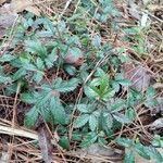 Rubus trivialis Leaf