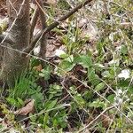 Trillium grandiflorum List