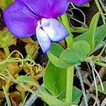 Lathyrus magellanicus