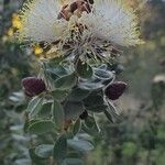 Calliandra haematocephala Çiçek