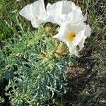 Argemone pleiacantha Flor