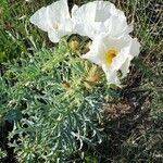 Argemone pleiacantha Flower