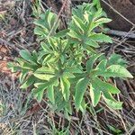 Adenia volkensii List