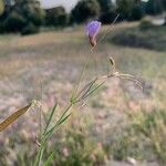 Lathyrus angulatus Λουλούδι