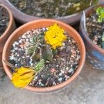 Echinocereus subinermis Flower