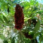 Rhus typhinaFlors