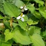 Viola canadensis Flower