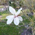Magnolia salicifolia Flower