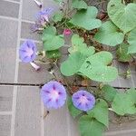 Ipomoea purpurea Habitus