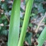 Iris foetidissima Bark