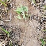 Lupinus argenteus Fuelha