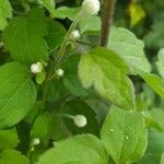 Clematis virginiana Hoja