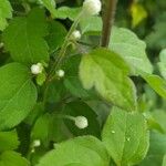 Clematis virginiana Leaf