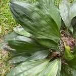 Calanthe triplicata Leaf