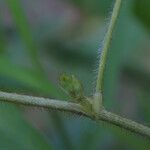 Vigna vexillata Casca